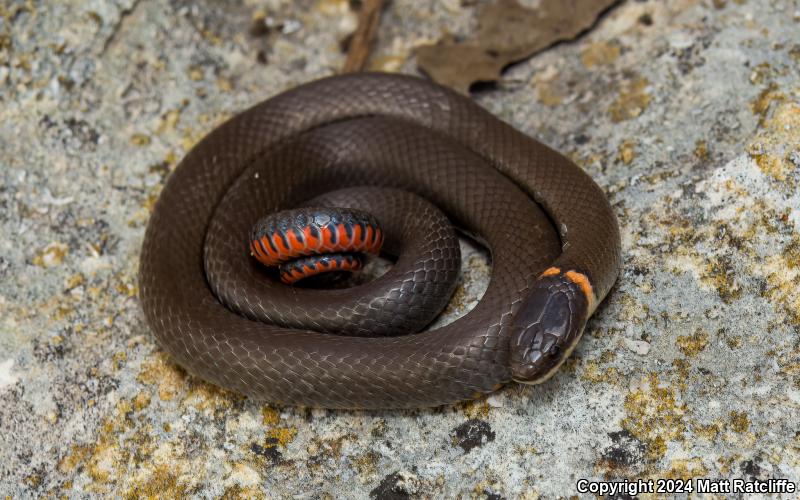 Prairie Ring-necked Snake (Diadophis punctatus arnyi)