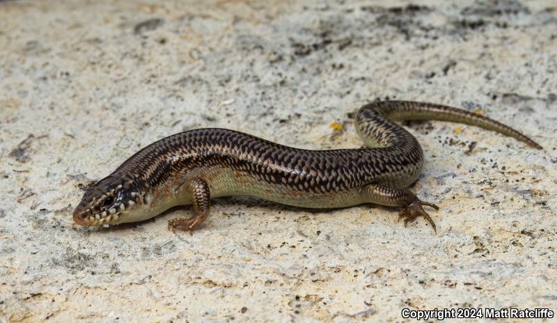 Great Plains Skink (Plestiodon obsoletus)