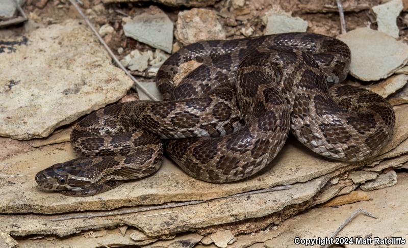 Great Plains Ratsnake (Pantherophis emoryi)