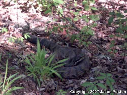 Cottonmouth (Agkistrodon piscivorus)