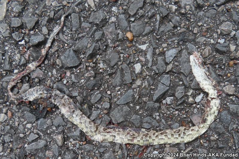 Gray Ratsnake (Pantherophis obsoletus spiloides)