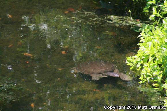 Florida Softshell (Apalone ferox)