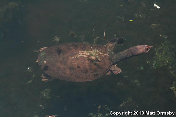 Florida Softshell (Apalone ferox)