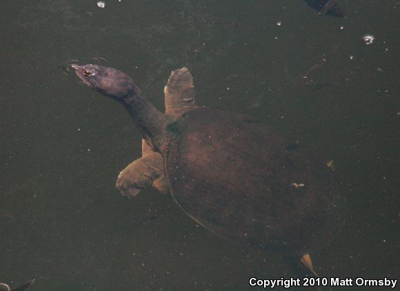 Florida Softshell (Apalone ferox)