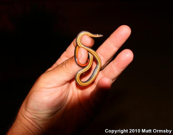 Southern Ring-necked Snake (Diadophis punctatus punctatus)