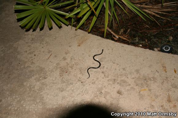 Southern Ring-necked Snake (Diadophis punctatus punctatus)