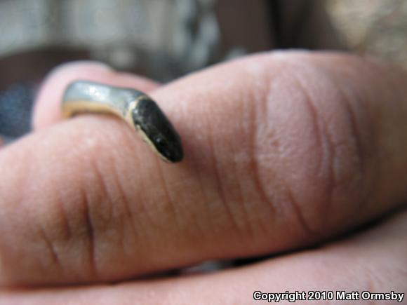 Prairie Ring-necked Snake (Diadophis punctatus arnyi)