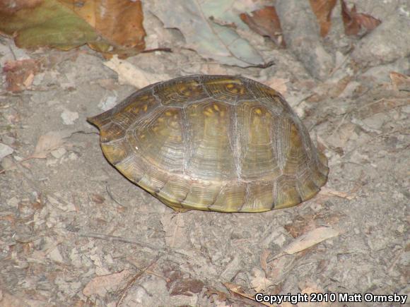 Three-toed Box Turtle (Terrapene carolina triunguis)