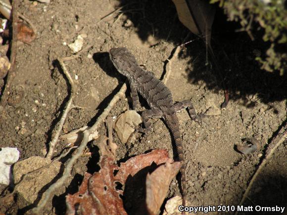 Eastern Fence Lizard (Sceloporus undulatus)