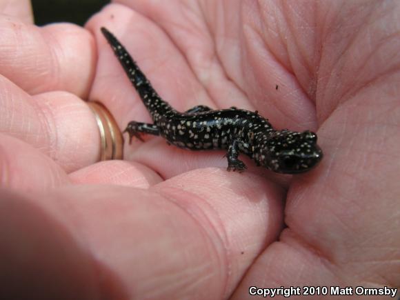Western Slimy Salamander (Plethodon albagula)