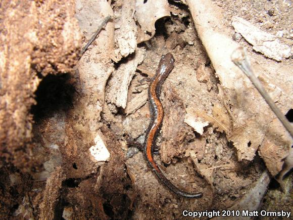 Southern Red-backed Salamander (Plethodon serratus)