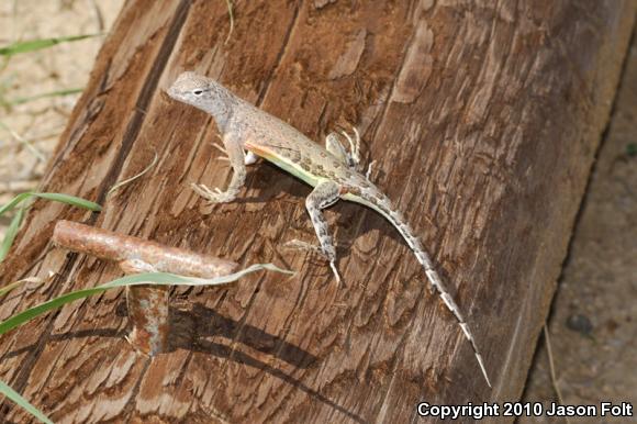 SouthWestern Earless Lizard (Cophosaurus texanus scitulus)