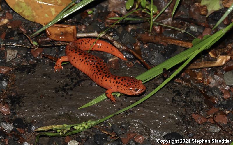 Northern Red Salamander (Pseudotriton ruber ruber)