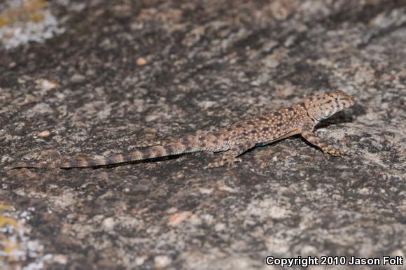 Big Bend Canyon Lizard (Sceloporus merriami annulatus)