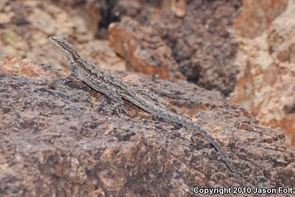 Big Bend Tree Lizard (Urosaurus ornatus schmidti)