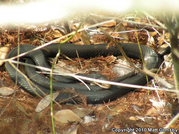 Southern Black Racer (Coluber constrictor priapus)