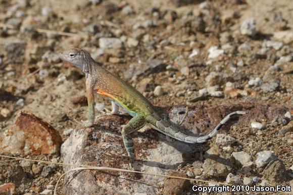 SouthWestern Earless Lizard (Cophosaurus texanus scitulus)