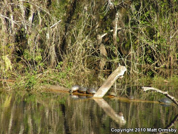 Yellow-bellied Slider (Trachemys scripta scripta)