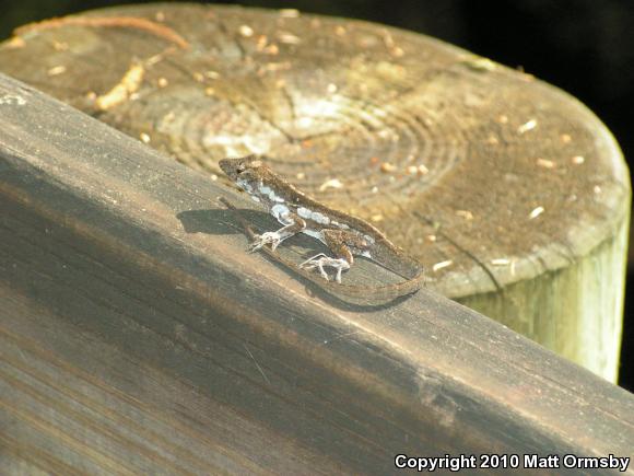 Brown Anole (Anolis sagrei)