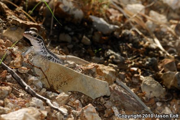 Plateau Spotted Whiptail (Aspidoscelis septemvittata)