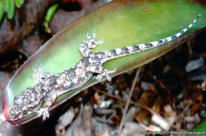 Wood Slave (Hemidactylus mabouia)