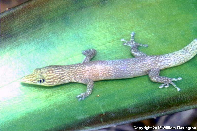 Ashy Gecko (Sphaerodactylus elegans)