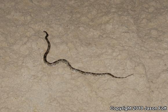 Trans-Pecos Rat Snake (Bogertophis subocularis)