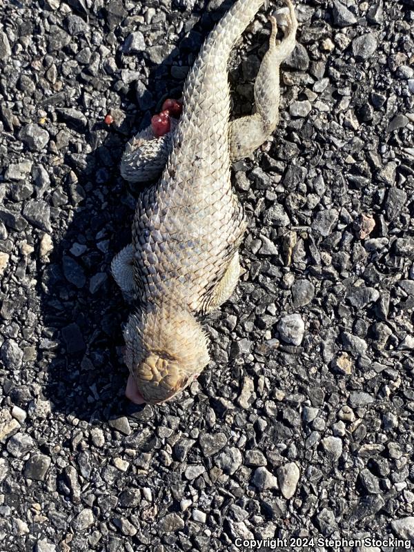 Yellow-backed Spiny Lizard (Sceloporus uniformis)