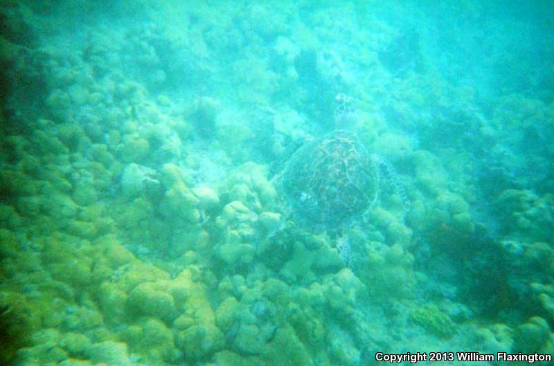 Hawksbill Sea Turtle (Eretmochelys imbricata)