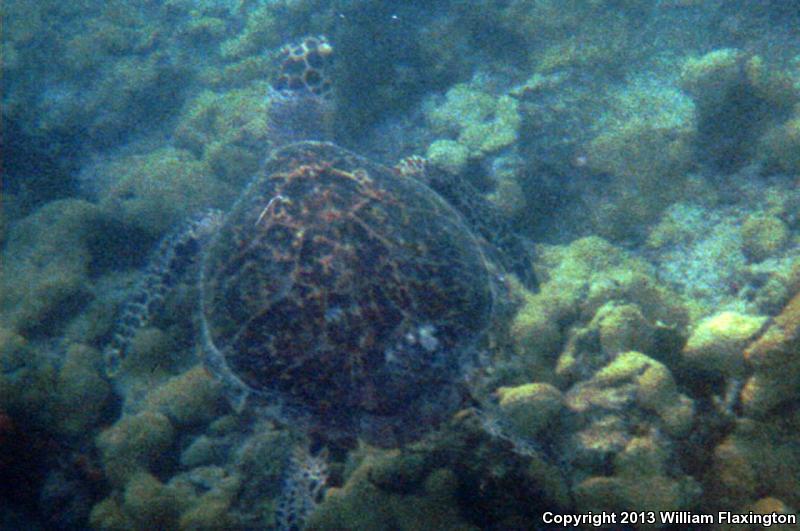 Hawksbill Sea Turtle (Eretmochelys imbricata)