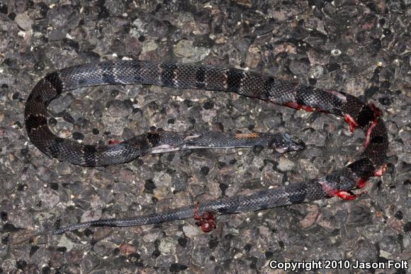 Gray-banded Kingsnake (Lampropeltis alterna)