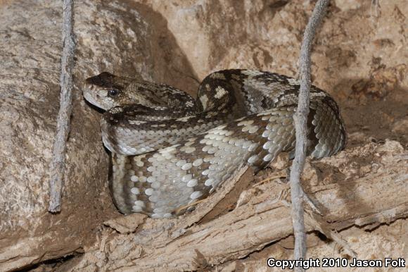 Northern Black-tailed Rattlesnake (Crotalus molossus molossus)