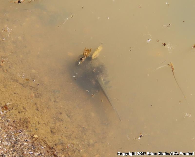 Western Spadefoot (Spea hammondii)
