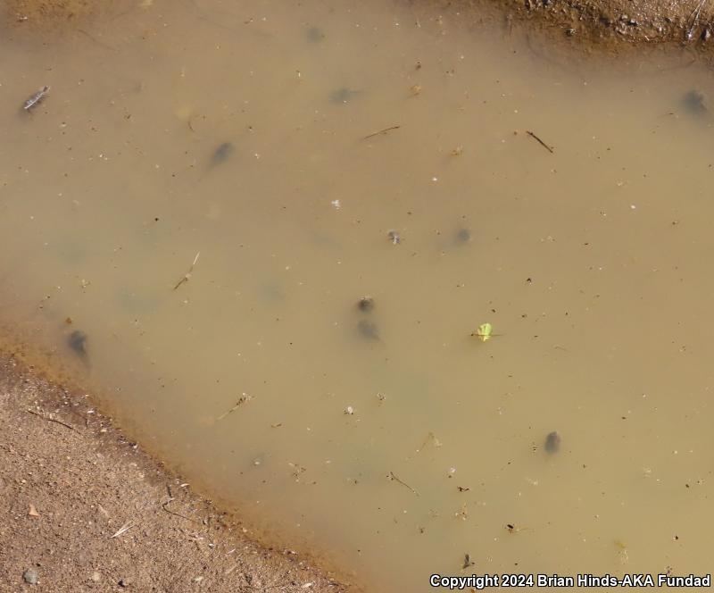 Western Spadefoot (Spea hammondii)