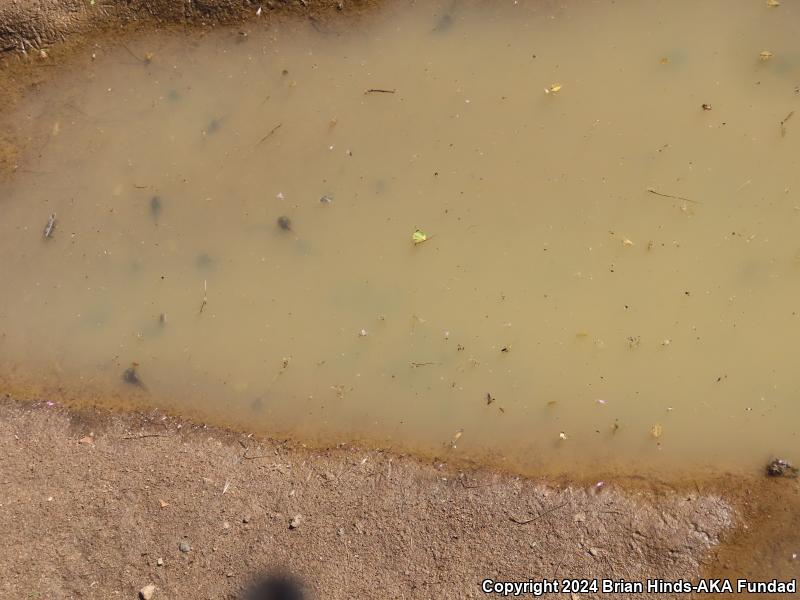 Western Spadefoot (Spea hammondii)