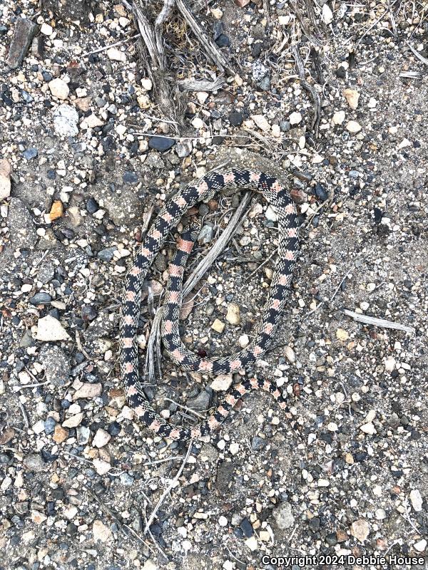 Western Long-nosed Snake (Rhinocheilus lecontei)