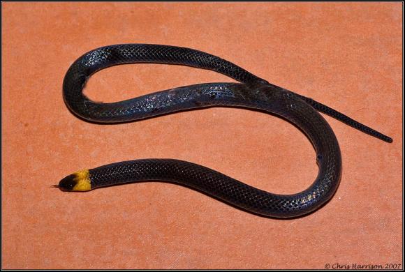 Black-bellied Centipede Snake (Tantilla moesta)