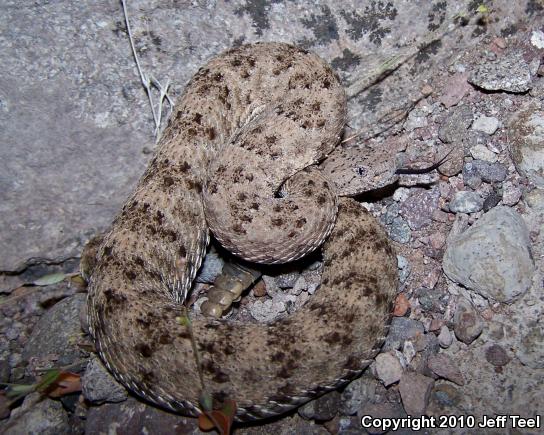 San Lucan Speckled Rattlesnake (Crotalus mitchellii mitchellii)