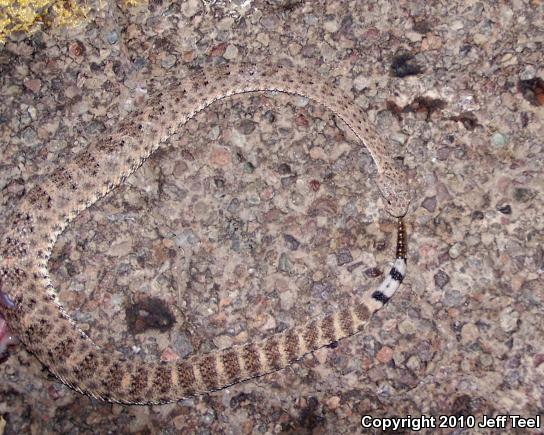 San Lucan Speckled Rattlesnake (Crotalus mitchellii mitchellii)