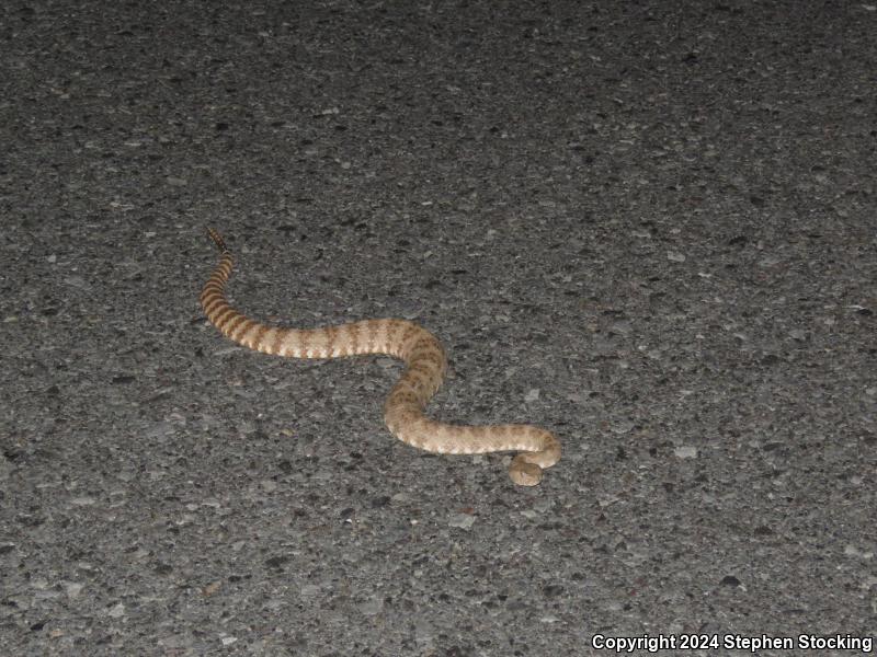 Southwestern Speckled Rattlesnake (Crotalus mitchellii pyrrhus)