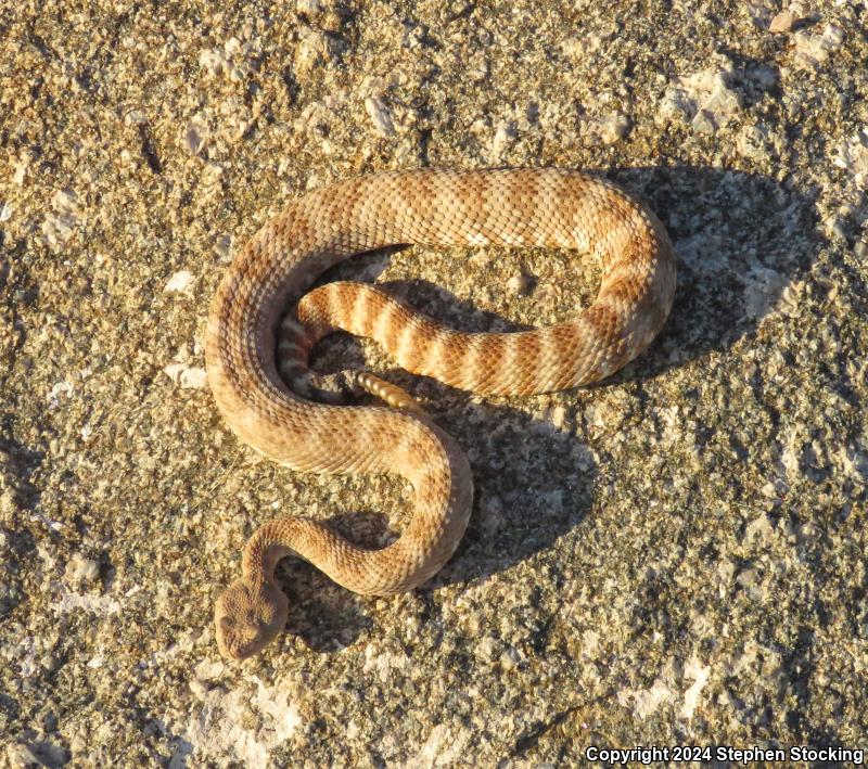 Southwestern Speckled Rattlesnake (Crotalus mitchellii pyrrhus)