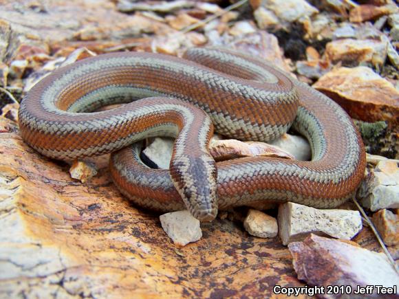 Desert Rosy Boa (Lichanura trivirgata gracia)