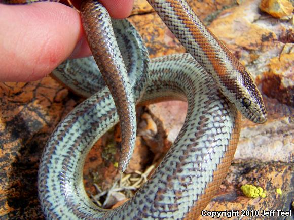 Desert Rosy Boa (Lichanura trivirgata gracia)