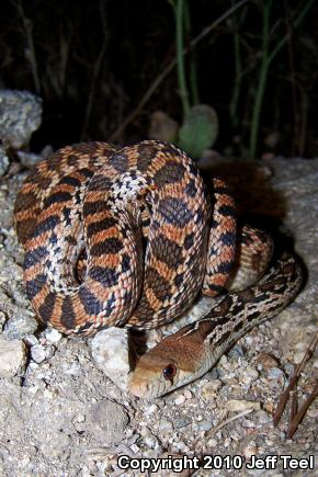 San Diego Gopher Snake (Pituophis catenifer annectens)