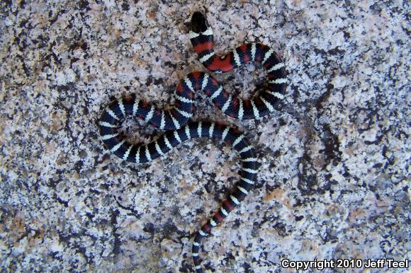 San Bernardino Mountain Kingsnake (Lampropeltis zonata parvirubra)