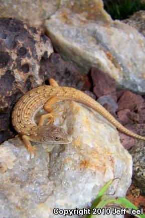 San Diego Alligator Lizard (Elgaria multicarinata webbii)