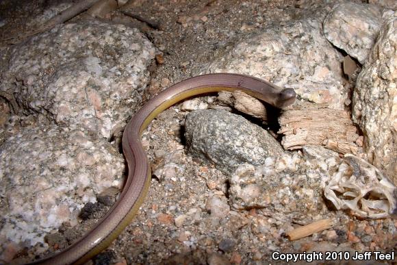 California Legless Lizard (Anniella pulchra)