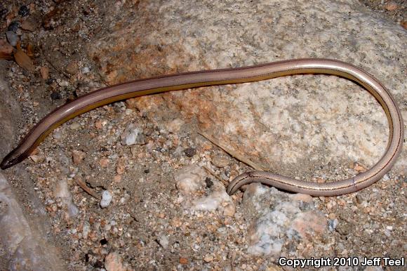 California Legless Lizard (Anniella pulchra)