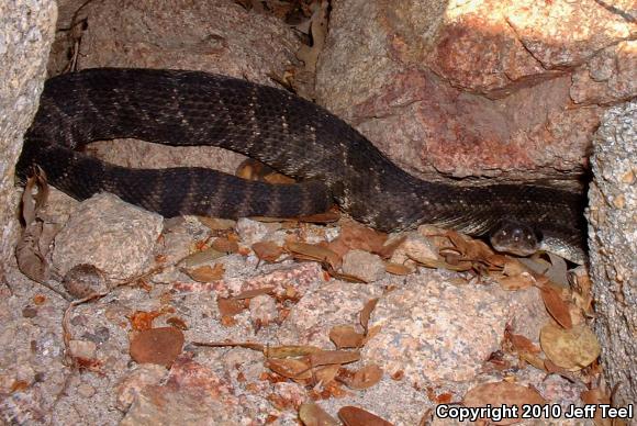 Southern Pacific Rattlesnake (Crotalus oreganus helleri)