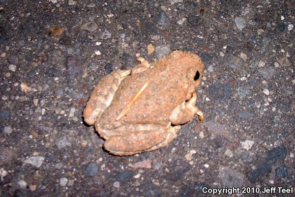 Canyon Treefrog (Hyla arenicolor)